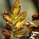 Hojas negras / marchitas