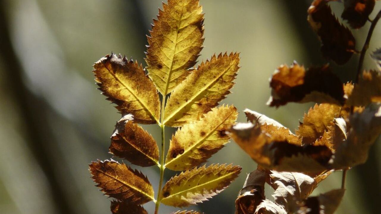 Las plantas marchitas hay que sacarlas de inmediato de su casa