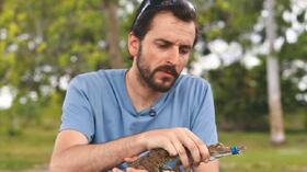 EL CAIMÁN Y LOS LLANOS - Un animal que puede crecer hasta siete metros de largo, que produce miedo, respeto y fascinación, es víctima de su propia piel, que se cotiza alrededor del mundo. Por eso, el español Rafael Antelo, apasionado de la especie y de los Llanos colombianos, se propuso liberar cerca de 20 caimanes en Colombia. No fue fácil, pero era la única manera de garantizar que sus hijos y nietos, y los de todos los colombianos, pudieran verlos. Para lograrlo tuvo que dar con una zona protegida, libre de comunidades, que no exigiera consulta previa y que a la vez gozara de un ecosistema sano. Es decir, que ofreciera las presas que el caimán necesita comer y las playas que necesita para anidar. El caimán del Orinoco vive en la gran cuenca del mismo nombre, una vasta zona de 991.588 kilómetros cuadrados. Suele encontrarse en las curvas del vasto río y, gracias a Antelo y a sus colaboradores, tiene una nueva oportunidad, un vigilante y aliado. El director científico de la Fundación Palmarito, en el Casanare, está empeñado en conservar el caimán llanero, no detendrá sus acciones y su justificación es más que lógica: “Se invierten millones de dólares en conservar obras de arte y monumentos recientes, ¿cómo no conservar una especie que lleva 200 años sobre la Tierra?”.