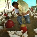 Este desmovilizado, que participó de uno de los proyectos productivos con pollos de engorde en Paz de Ariporo, Casanare, hace parte de los 16.000 desmovilizadosque participaron en el programa de la Agencia para la Reintegración.