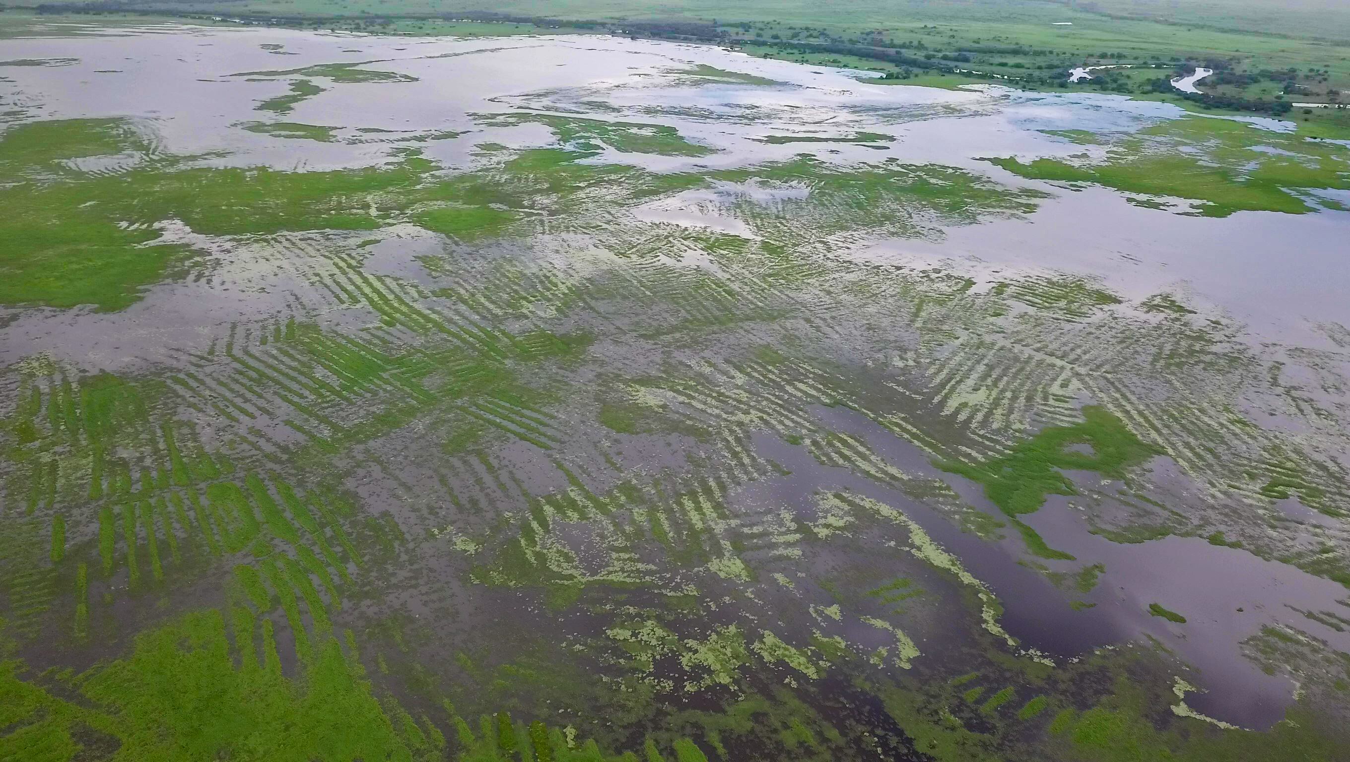 Los canales y los campos elevados de La Mojana durante la temporada de lluvias. Foto: Nicolás Jiménez, ICANH