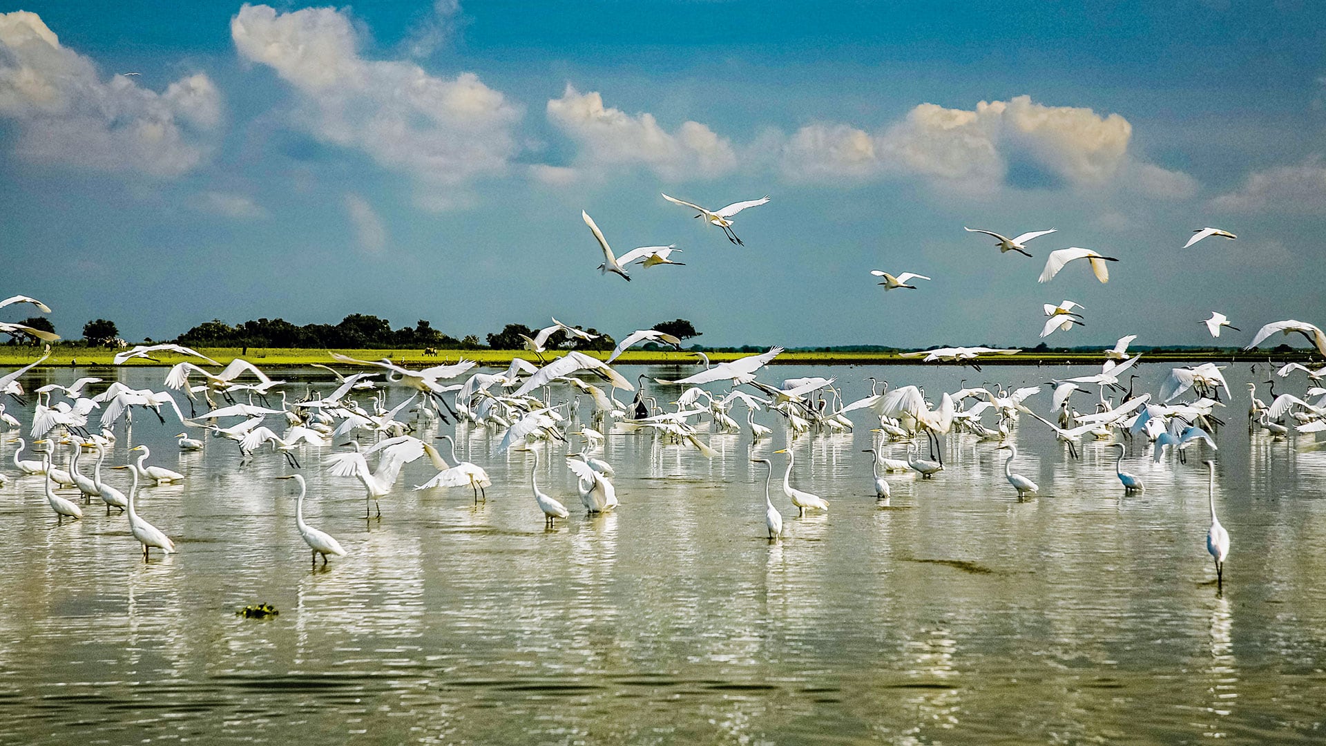 Ciénaga de Mallorquín en Barranquilla.