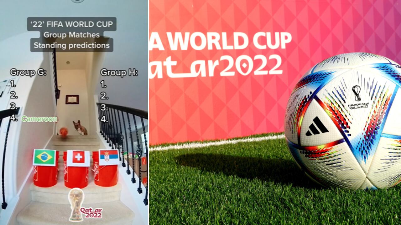 No solo predice resultados de fútbol, sino también de distintos deportes como béisbol y baloncesto