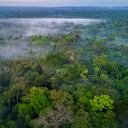 Panorámica de la selva del Amazonas, en Colombia