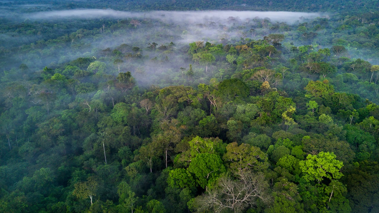 Panorámica de la selva del Amazonas, en Colombia