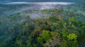 Panorámica de la selva del Amazonas, en Colombia