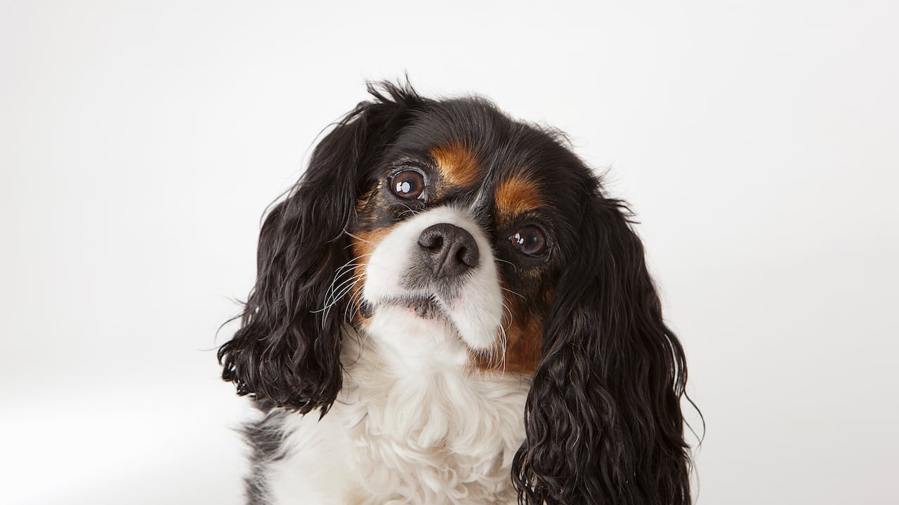 Identificar y abordar el estrés en los perros es un aspecto fundamental de la responsabilidad de ser dueño de una mascota.