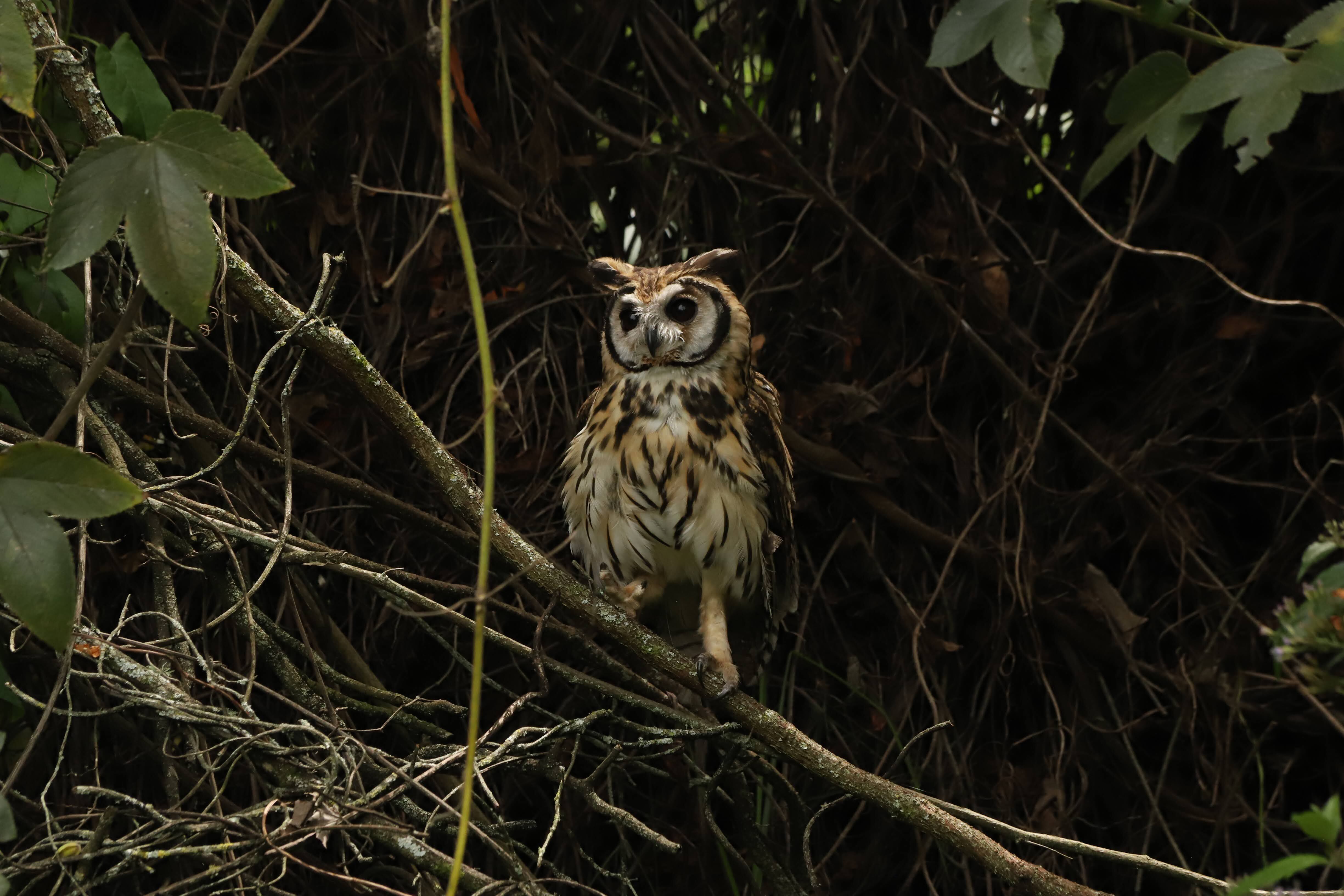 Bogotá tiene miles de especies de flora y fauna en su territorio.