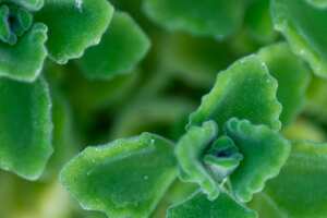 MACRO PHOTOGRAPHY OF PLECTRANTHUS TOMENTOSA OR VAPORUB PLANT