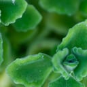 MACRO PHOTOGRAPHY OF PLECTRANTHUS TOMENTOSA OR VAPORUB PLANT