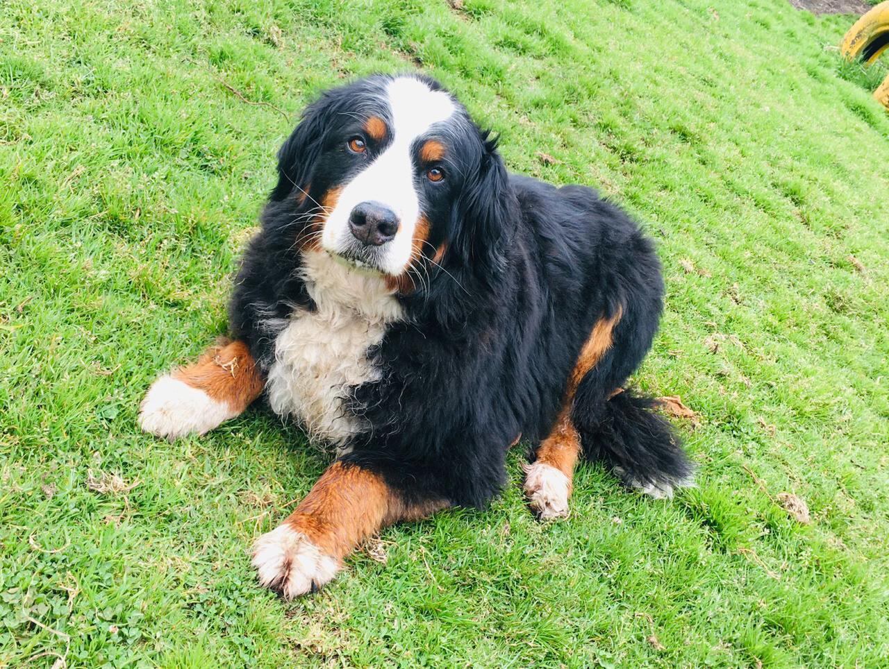 Kiara se perdió el miércoles 26 de septiembre.