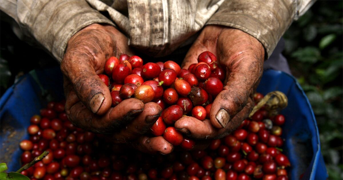 Finca cafetera en Quimbaya, Quindío. 
