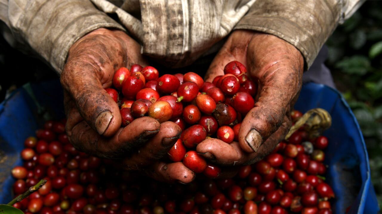 Finca cafetera en Quimbaya, Quindío.