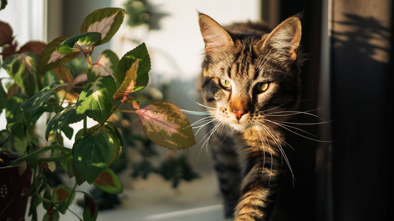 Los gatos y las salidas al exterior.