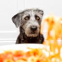 Perro divertido babeando mientras ve a la persona comer comida.