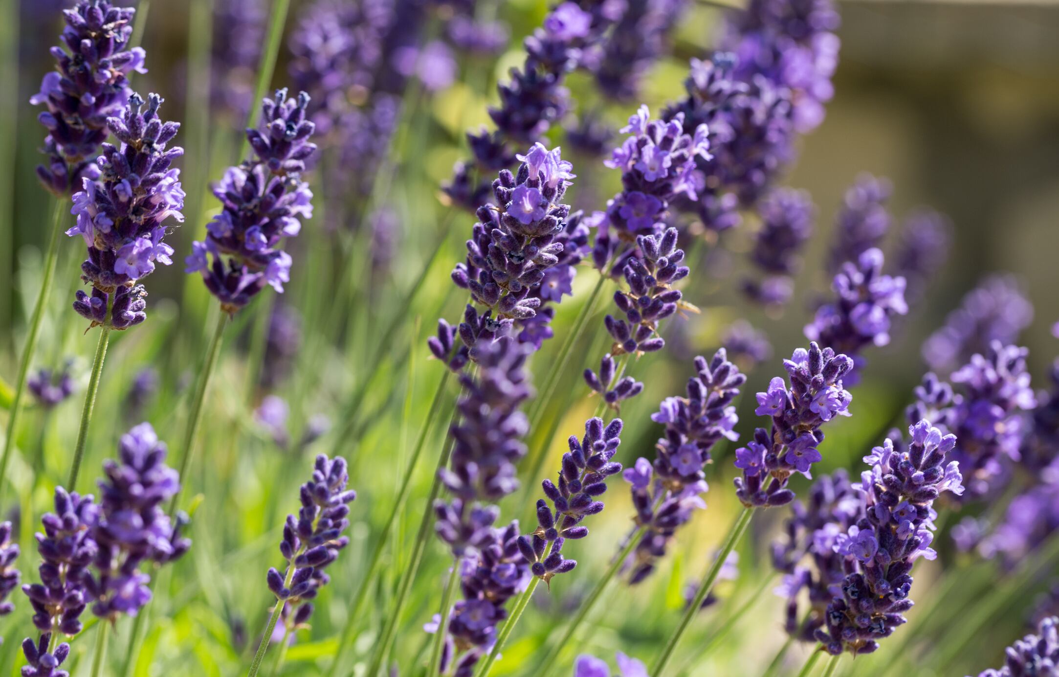 La lavanda tiene beneficios energéticos.