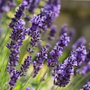 La lavanda tiene beneficios energéticos.