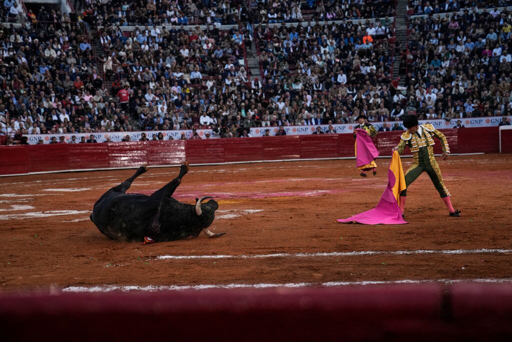 MEXICO CITY, MEXICO - JANUARY 28: A view of a bull falling to the ground next to the bullfighter during a bullfighting event at Plaza Mexico on January 28, 2024 in Mexico City, Mexico. Bullfighting is allowed in Mexico City once again after the Supreme Court lifted a ban on the activity promoted by the NPO 'Justicia Justa'. On June 2022, a judge ordered the suspension until a resolution on the matter was taken during a trial. (Photo by Cristopher Rogel Blanquet/Getty Images)