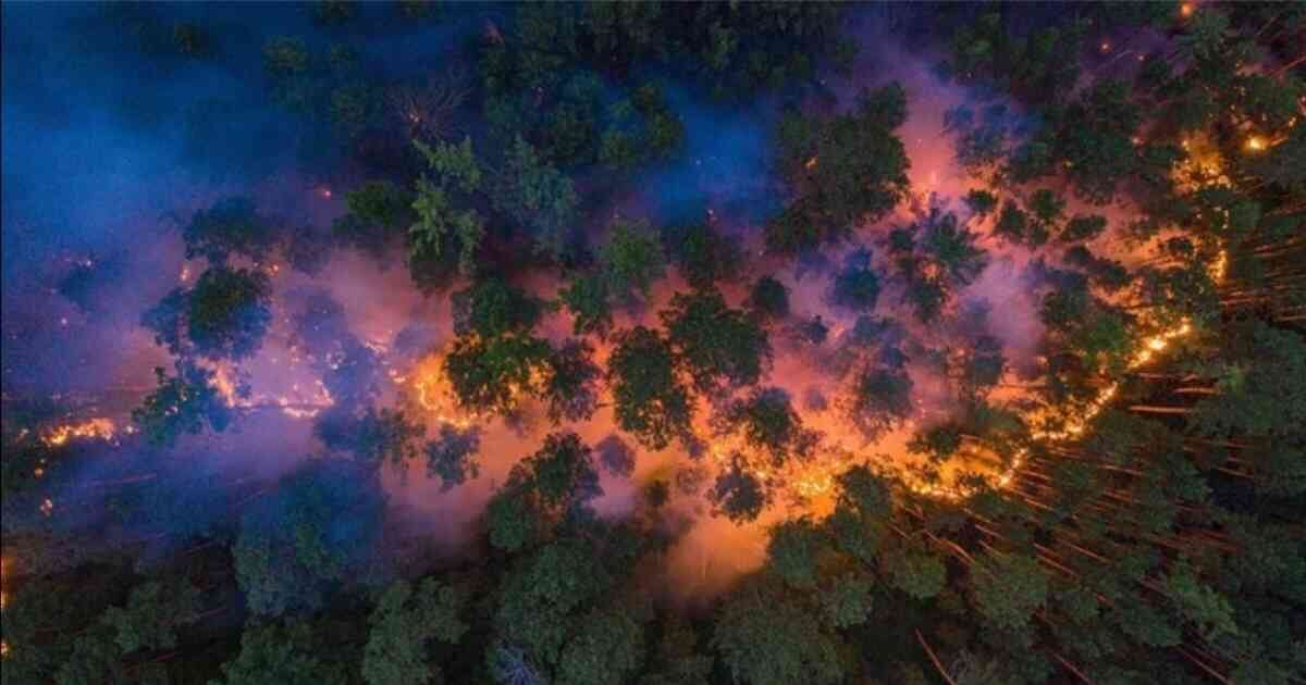 Los bosques son indispensables para la absorción de gases contaminantes como el dióxido de carbono (CO2). Foto: Greenpeace. 