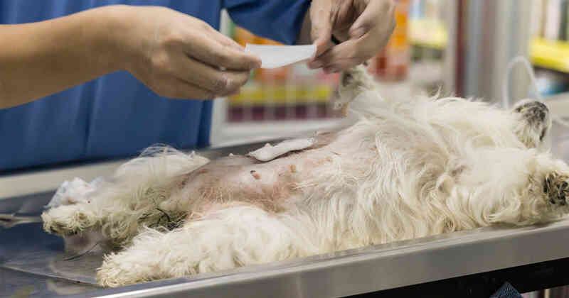 El programa de esterilizaciones no funciona desde hace más de tres meses.