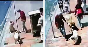 En enero se robaron a Sarco, un chow chow que servía de apoyo a un señor de la tercera edad.