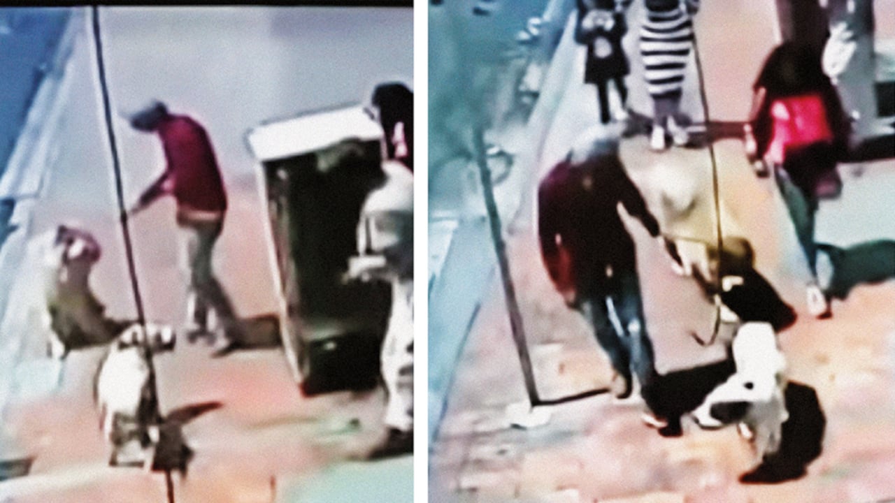 En enero se robaron a Sarco, un chow chow que servía de apoyo a un señor de la tercera edad.