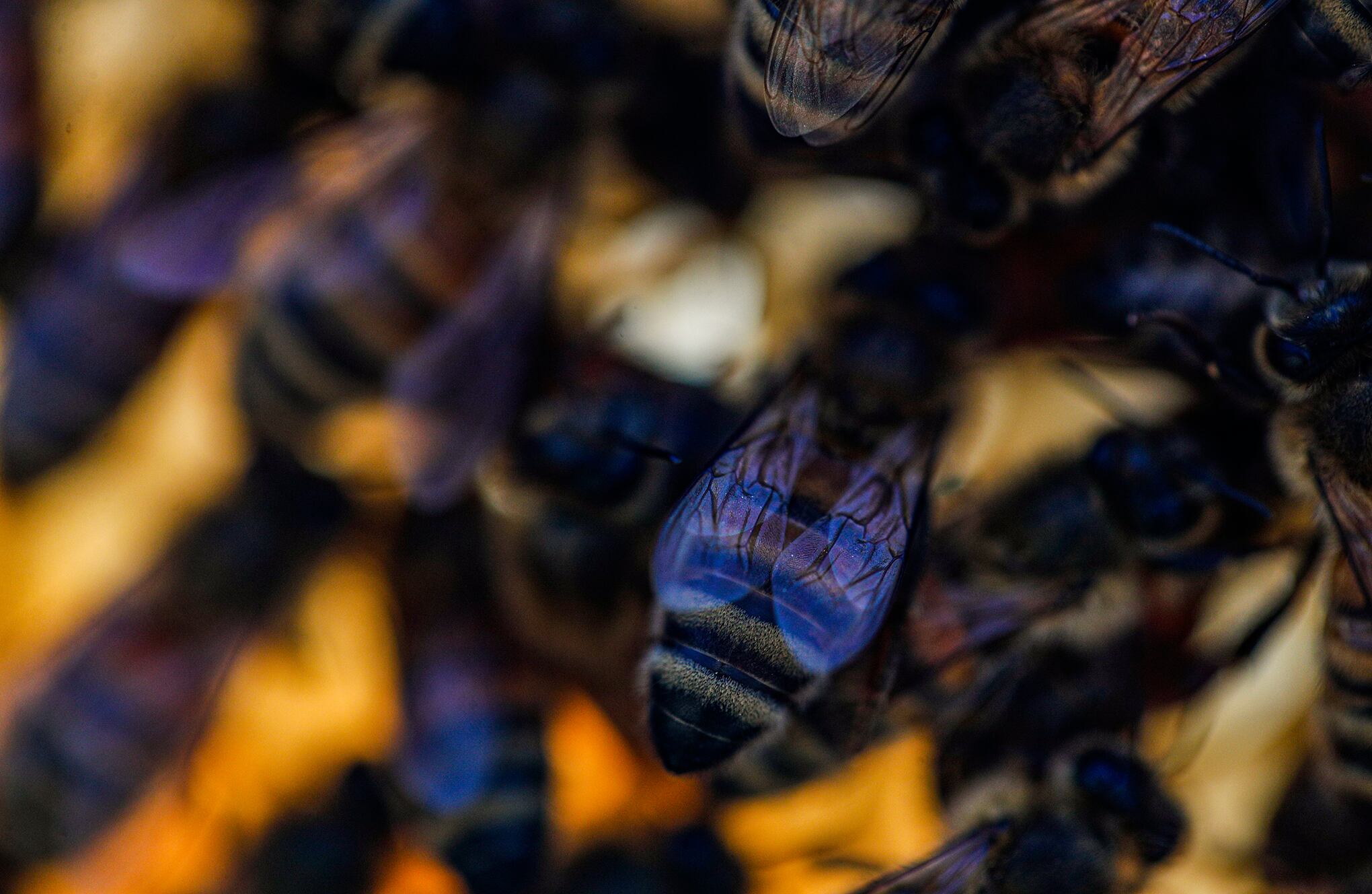 Fotos de la semana 25 feb