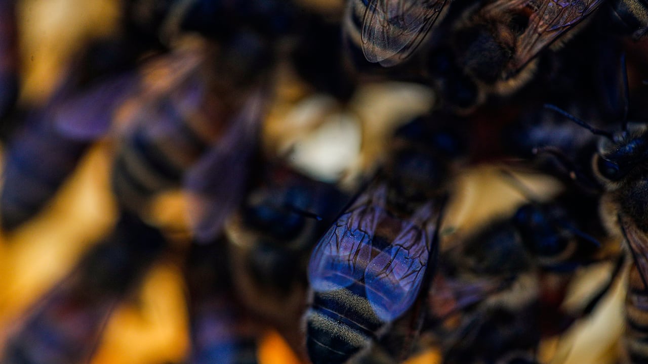 El joven cortó sin querer una rama en la que estaba el nido de las abejas.