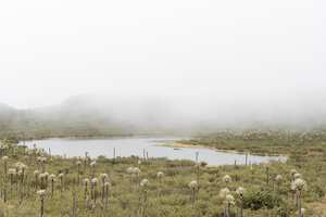 Chingaza National Natural Park, Colombia. Buitrago lagoons, foggy moor landscape, mountains hidden in the mist and native plants, such as frailejones, espeletia