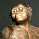 La especie de Lucy -Australopithecus afarensis- pasaba al menos una parte de su vida en árboles, según los expertos.