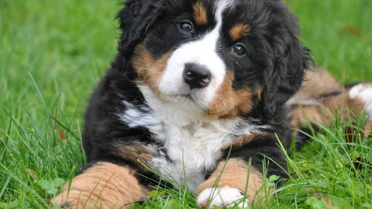 así es el millonario mercado de alquiler de mascotas en Japón