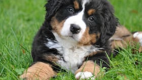 así es el millonario mercado de alquiler de mascotas en Japón