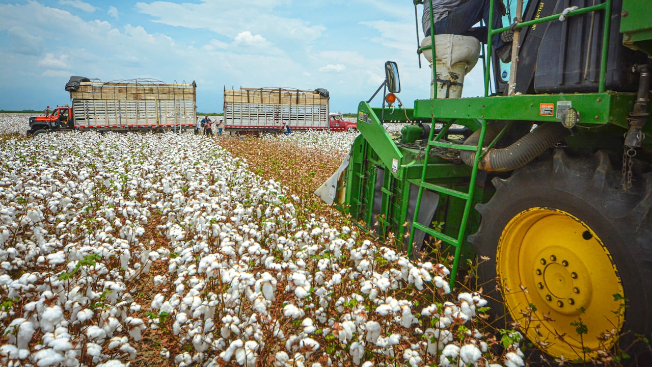 Economía colombiana creció impulsada por el sector agro. (Imagen de referencia).