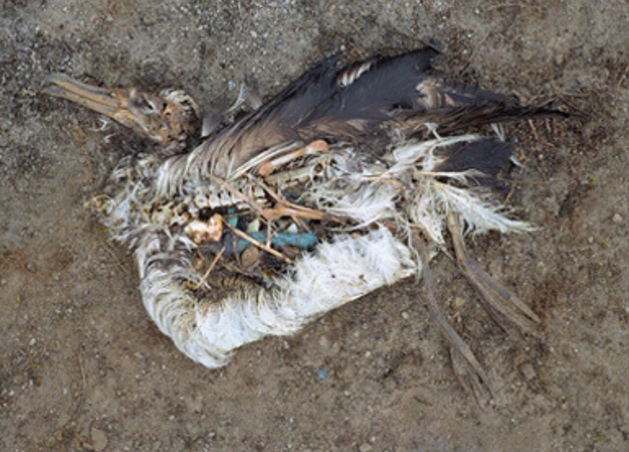 Cuando las aves mueren, se pueden observar en su interior el plástico que consumieron.