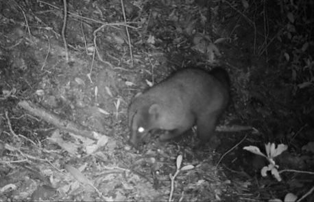 Cusumbo captado en los cerros orientales de Bogotá