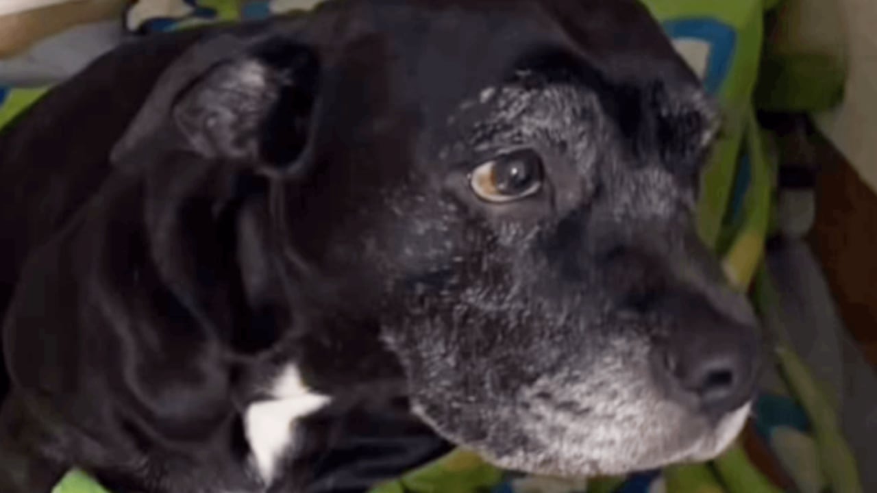 Las autoridades de protección animal rescataron en Bogotá ocho perros que eran víctimas de maltrato.