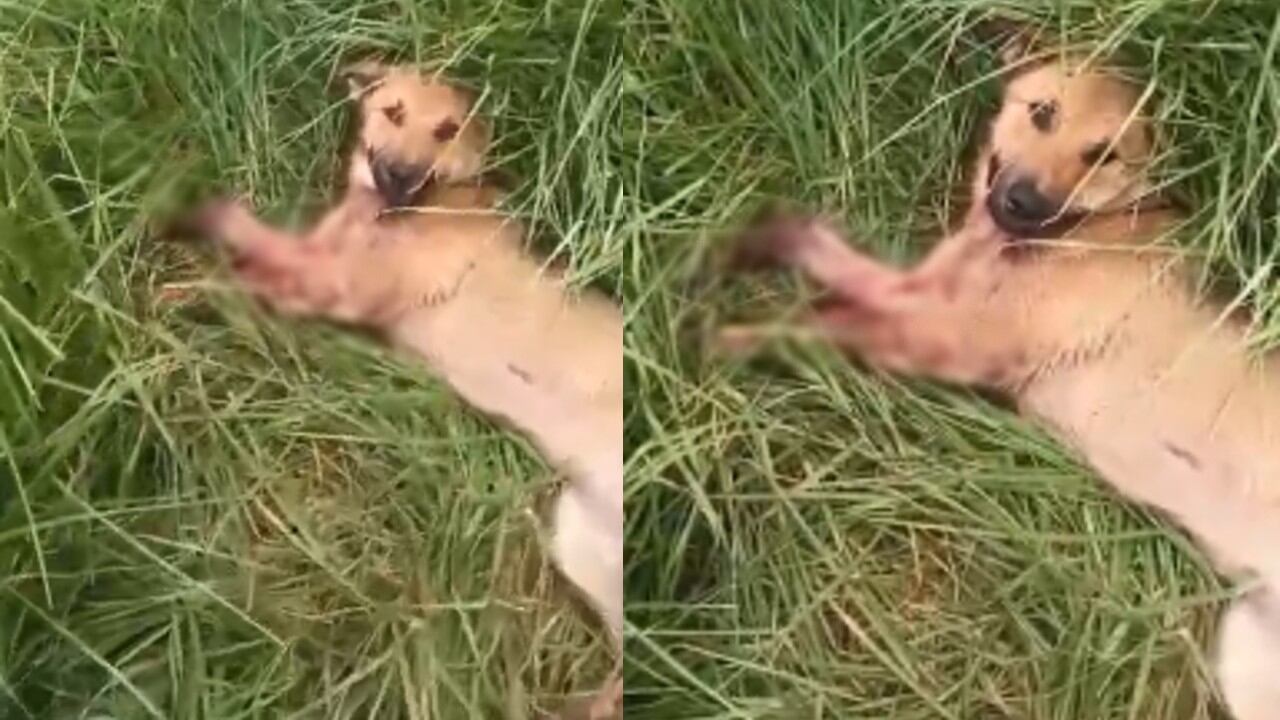 Este hecho ocurrió el pasado jueves 12 de marzo, en la vereda El Estanco.