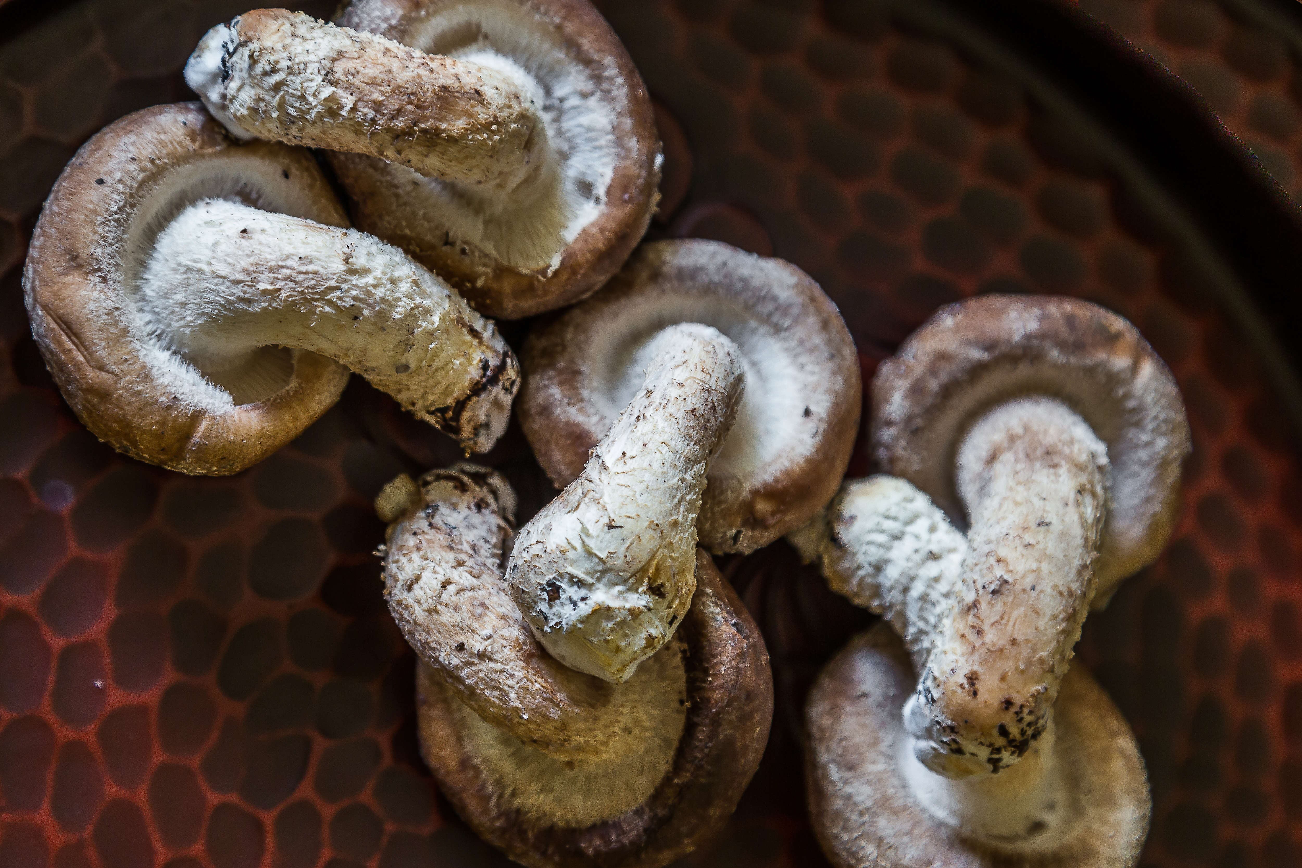 Las propiedades de los shitakes ayudan a contrarrestar algunas enfermedades al fortalecer el sistema inmune.