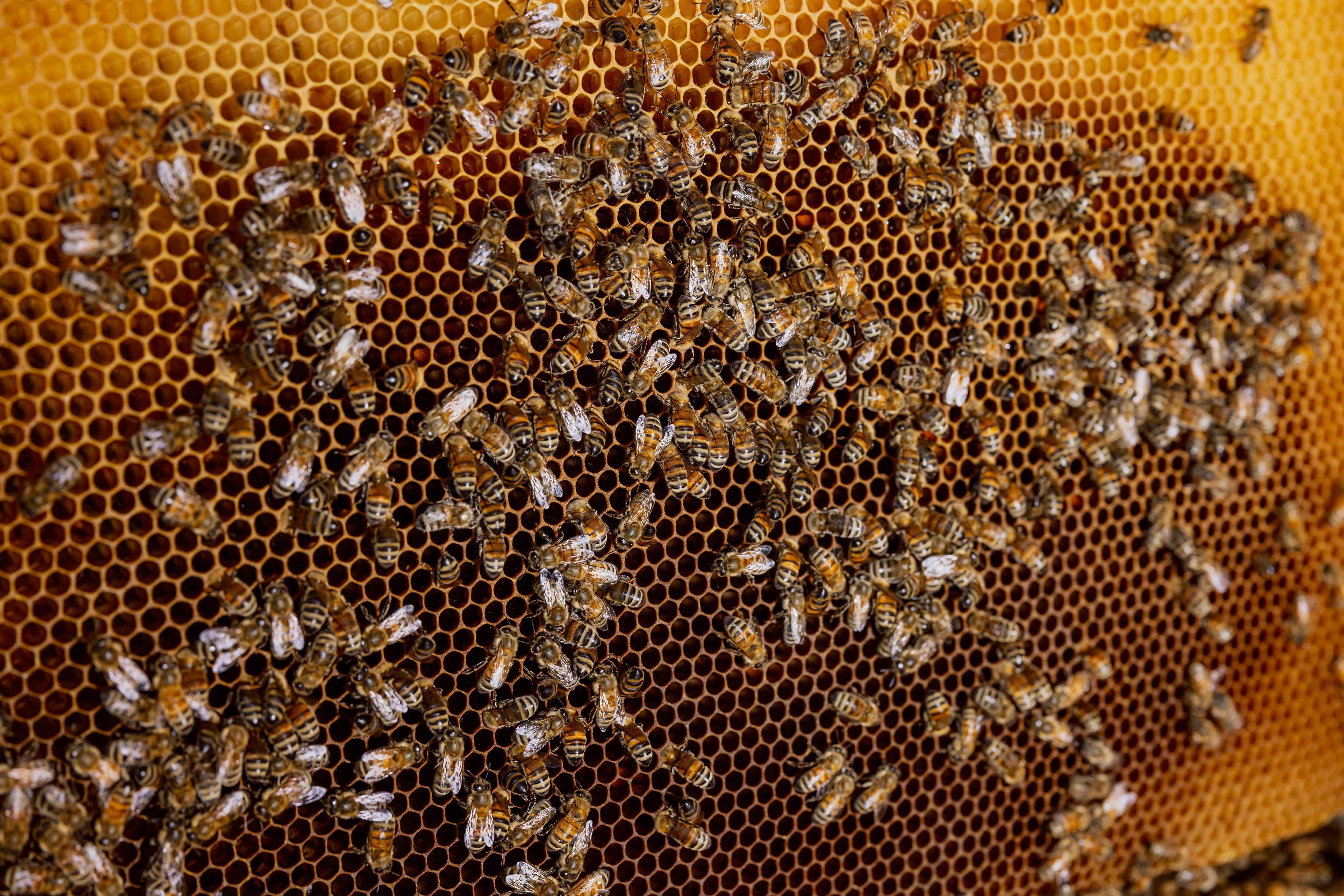 Invasión de abejas en condados de Estados Unidos pone en alerta a varias comunidades