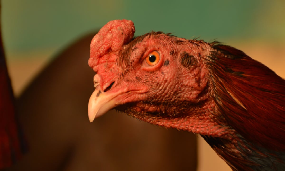 Las peleas de gallos en India están permitidas siempre y cuando no se equipe a los animales con armas letales. No obstante la directriz es obviada por los amantes de estos eventos.