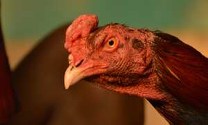 Las peleas de gallos en India están permitidas siempre y cuando no se equipe a los animales con armas letales. No obstante la directriz es obviada por los amantes de estos eventos.