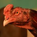 Las peleas de gallos en India están permitidas siempre y cuando no se equipe a los animales con armas letales. No obstante la directriz es obviada por los amantes de estos eventos.