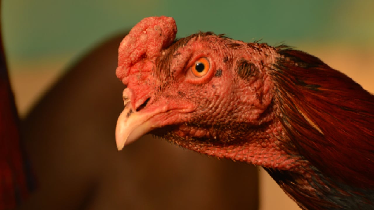 Este caso de gripe aviar se reportó en China, y tiene como paciente a una mujer de 53 años habitante de la provincia de Jiangsu, en el este del territorio chino.