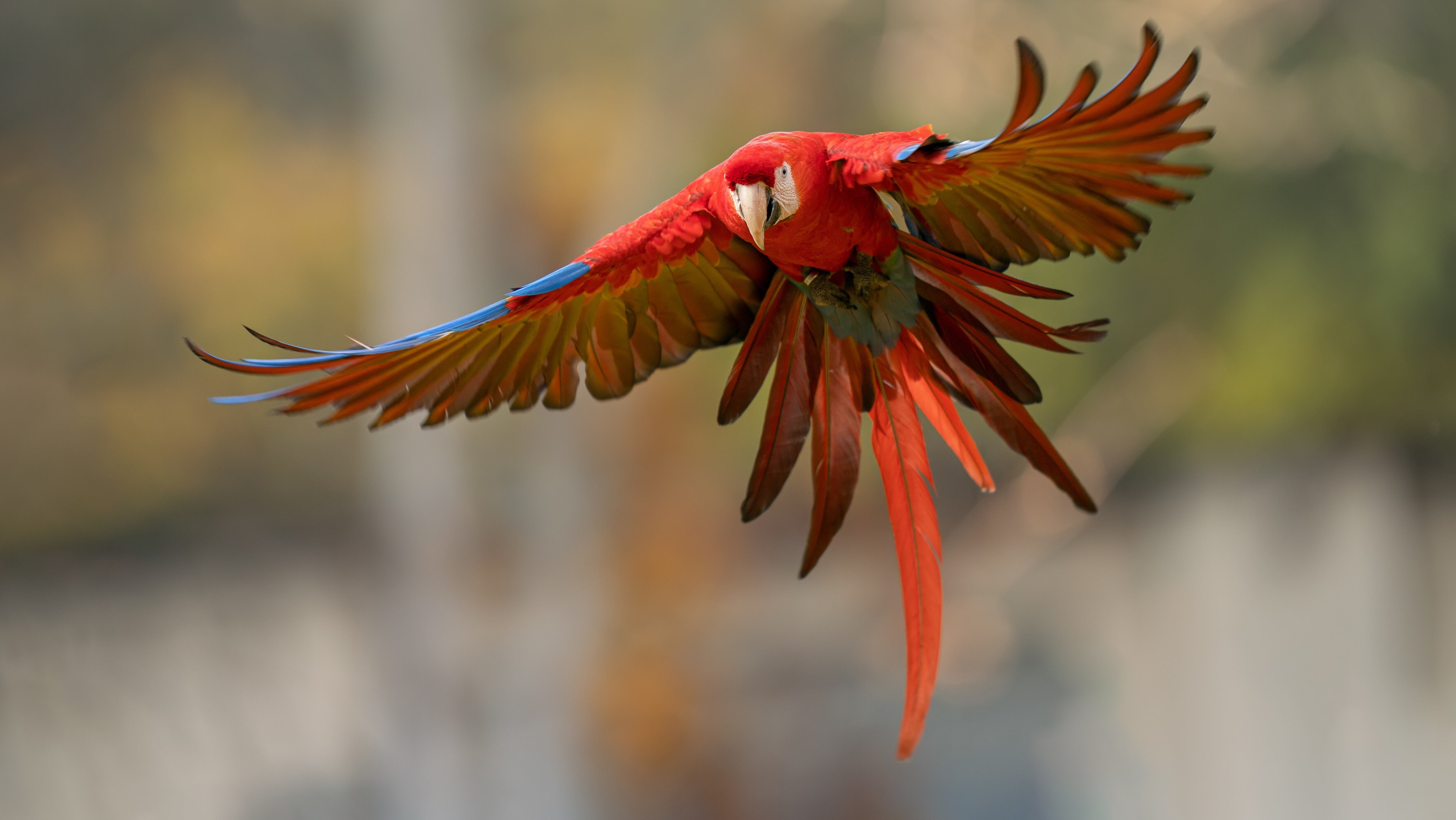 Cerro Guacamaya es uno de los sitios más emblemáticos de Mitú, allí se puede avistar grandes familias de guacamayas y otras aves selváticas.