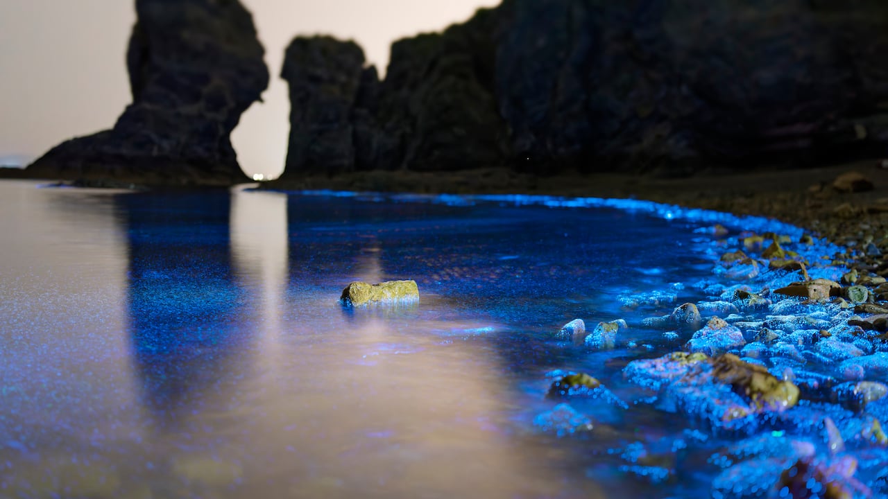 El nocturismo y el fenómeno de las playas bioluminiscentes