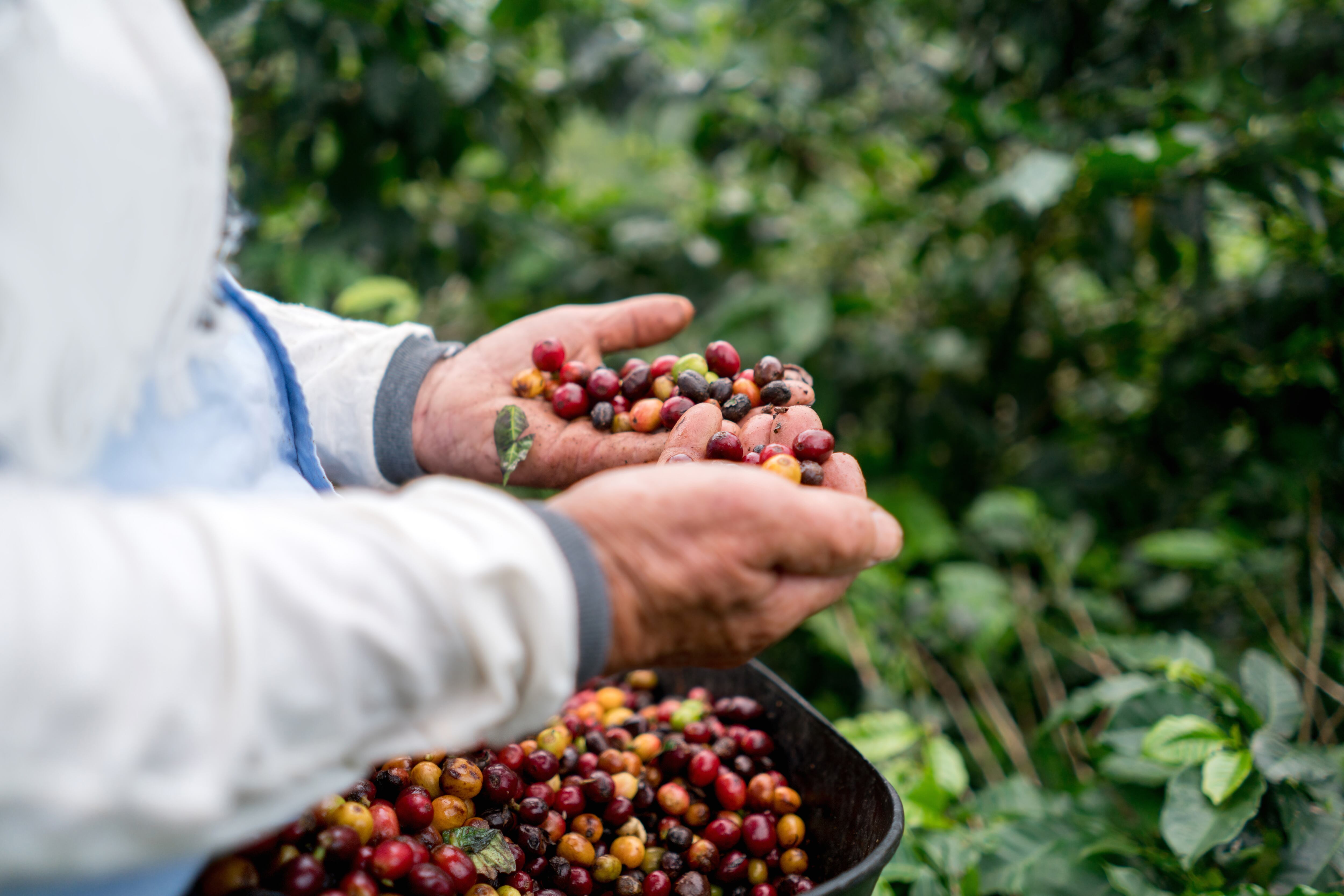 La cosecha cafetera superó los 3,2 millones de sacos entre enero y marzo del 2021; un 13 por ciento más que lo registrado en el primer trimestre de 2020, según cifras de la Federación Nacional de Cafeteros de Colombia.