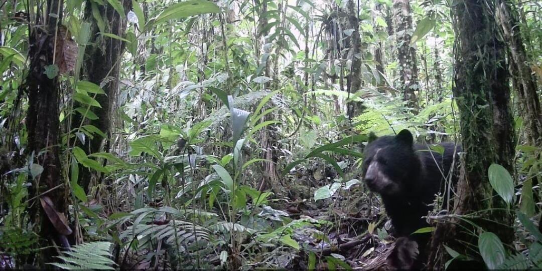 Familia de osos de anteojos en Villa Rica Tolima