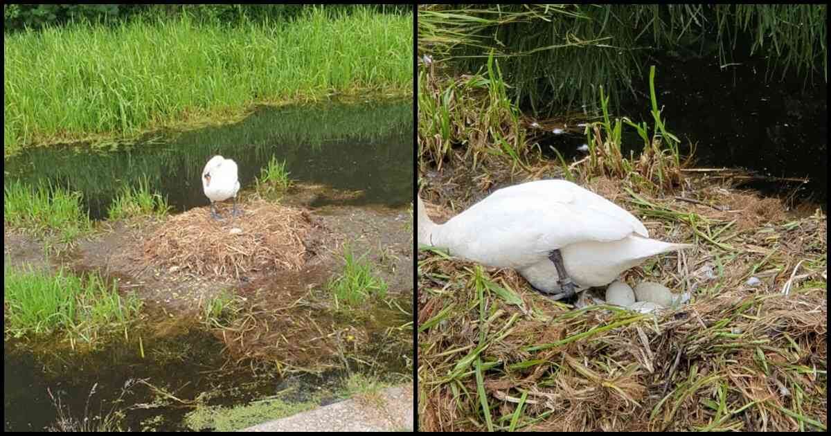 Un ciudadano le estaba haciendo seguimiento al nido de los cisnes. Fotos: Facebook Michael James Mason.