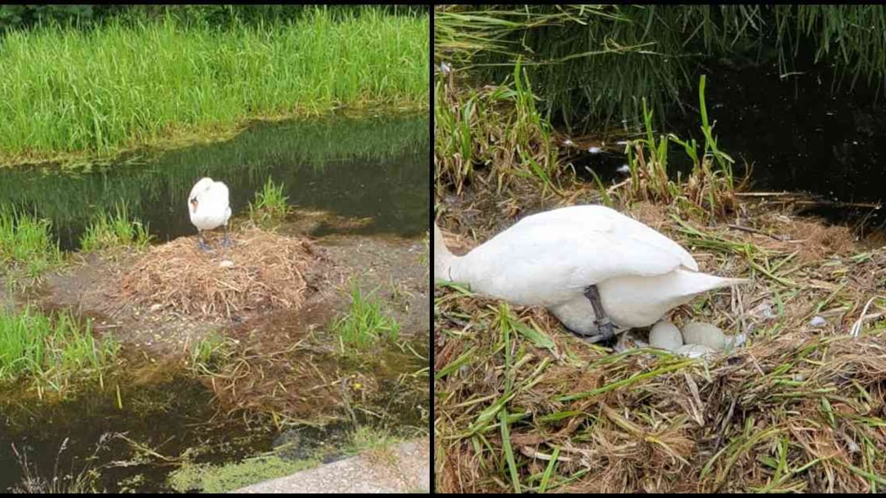 Un ciudadano le estaba haciendo seguimiento al nido de los cisnes. Fotos: Facebook Michael James Mason.