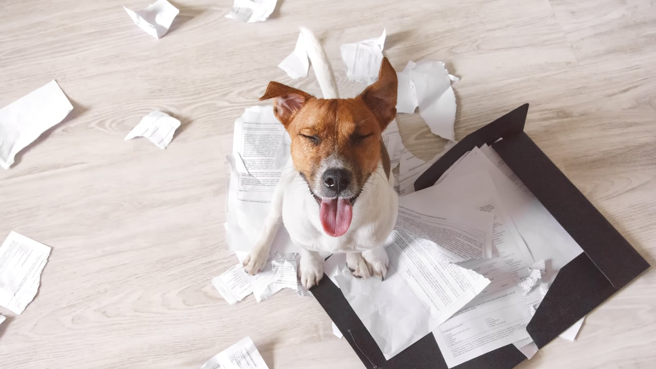 Los perros traviesos pueden ser un dolor de cabeza.